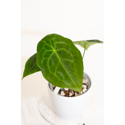 Anthurium forgetii