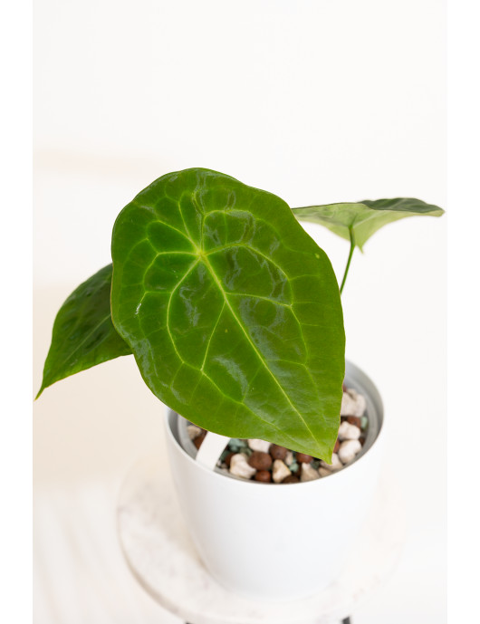 Anthurium forgetii