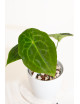 Anthurium forgetii