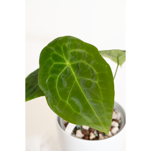 Anthurium forgetii