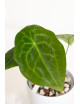 Anthurium forgetii