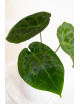 Anthurium forgetii