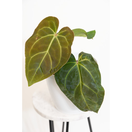 Anthurium besseae aff x...