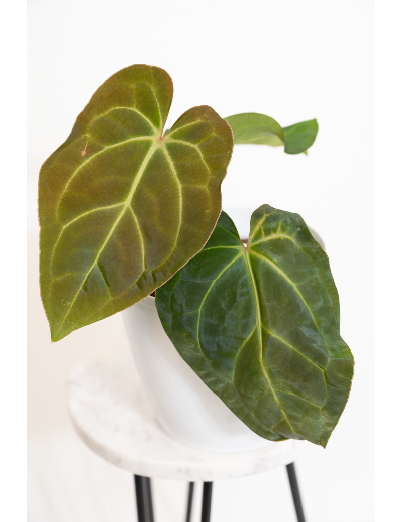 Anthurium besseae aff x crystallinum x dressleri