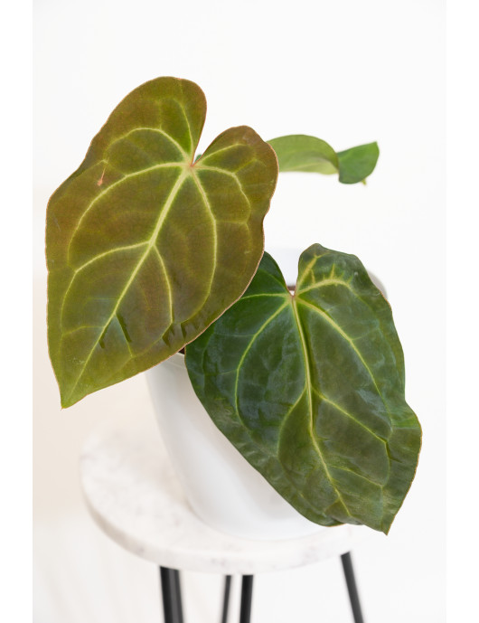 Anthurium besseae aff x crystallinum x dressleri