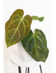 Anthurium besseae aff x crystallinum x dressleri