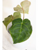 Anthurium besseae aff x crystallinum x dressleri