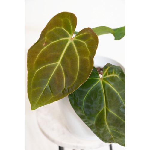 Anthurium besseae aff x crystallinum x dressleri