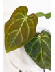 Anthurium besseae aff x crystallinum x dressleri
