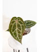 Anthurium (Zara x (Michelle x Zara)) x Michelle