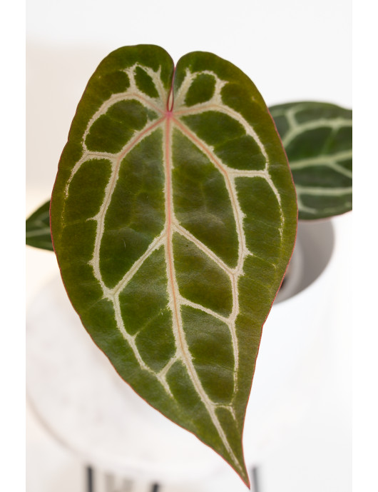 Anthurium (Zara x (Michelle...