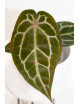 Anthurium (Zara x (Michelle x Zara)) x Michelle