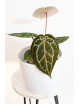 Anthurium (Zara x (Michelle x Zara)) x Michelle