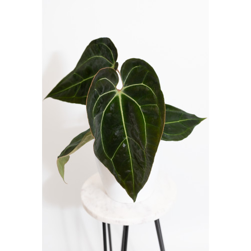 Anthurium (magnificum DF x forgetii) x besseae aff