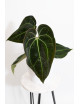 Anthurium (magnificum DF x forgetii) x besseae aff