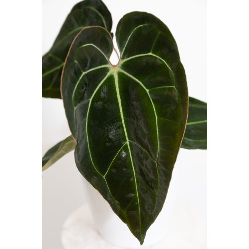 Anthurium (magnificum DF x...