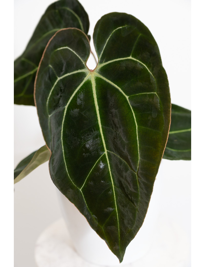 Anthurium (magnificum DF x forgetii) x besseae aff