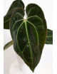 Anthurium (magnificum DF x forgetii) x besseae aff