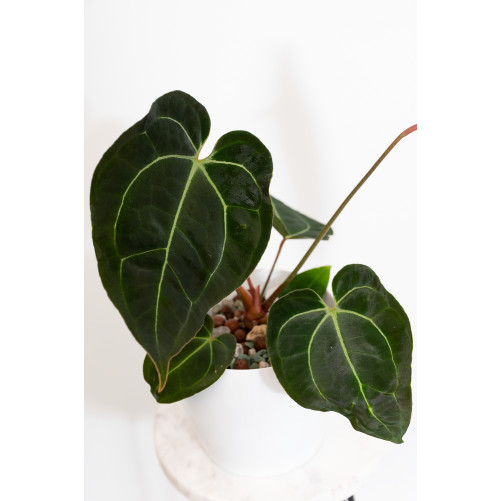 Anthurium (magnificum DF x forgetii) x besseae aff