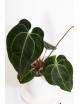 Anthurium (magnificum DF x forgetii) x besseae aff