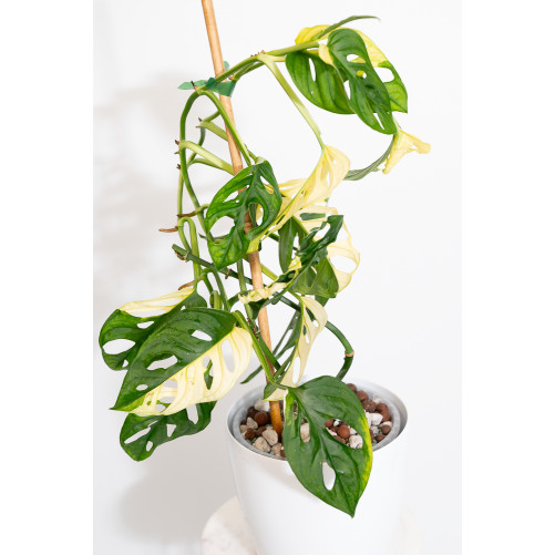 Monstera adansonii variegata