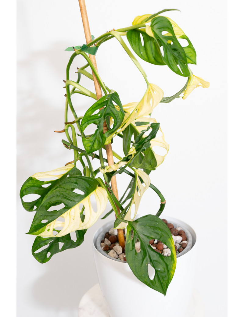 Monstera adansonii variegata