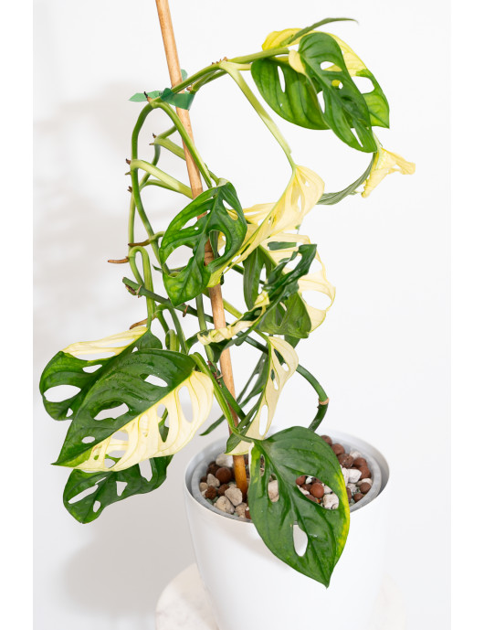 Monstera adansonii variegata