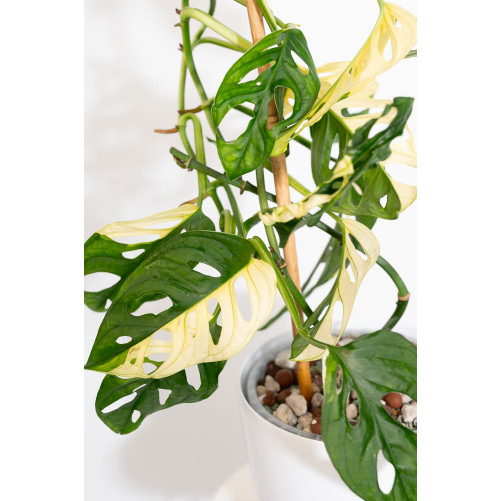 Monstera adansonii variegata