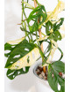 Monstera adansonii variegata