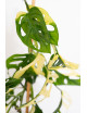 Monstera adansonii variegata