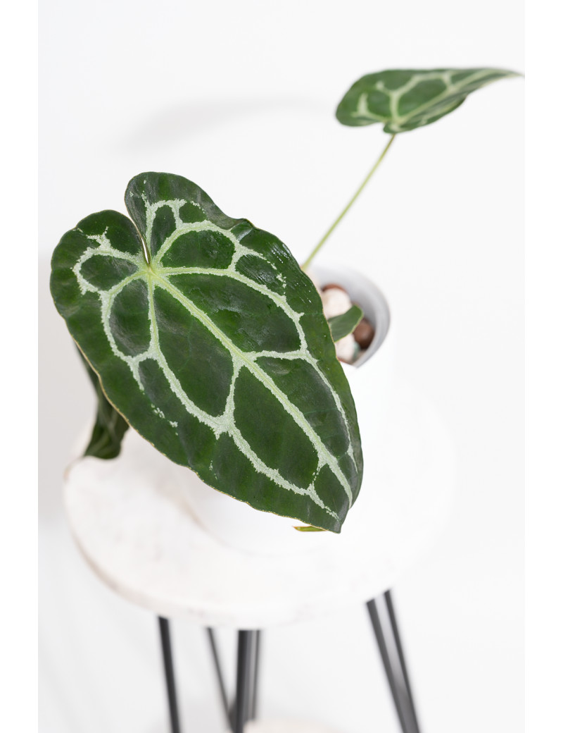 Anthurium forgetii WS x crystallinum