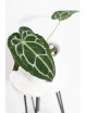 Anthurium forgetii WS x crystallinum