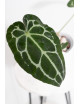 Anthurium forgetii WS x crystallinum