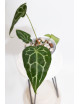 Anthurium forgetii WS x crystallinum