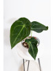 Anthurium forgetii x (Zara x (Michelle x Zara))