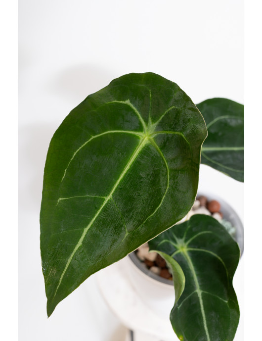 Anthurium forgetii x (Zara...