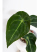 Anthurium forgetii x (Zara x (Michelle x Zara))