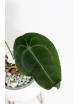 Anthurium forgetii x (Zara x (Michelle x Zara))