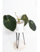 Anthurium papillilaminum