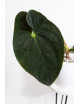 Anthurium papillilaminum