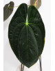 Anthurium papillilaminum