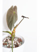 Anthurium papillilaminum