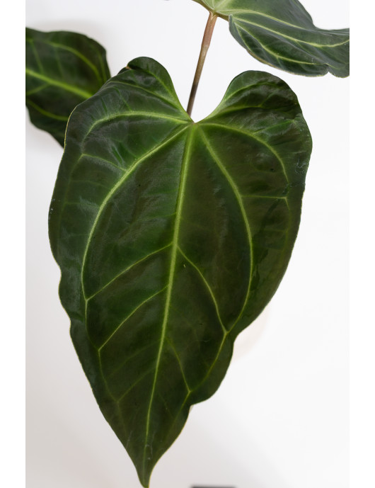 Anthurium (papillilaminum x...