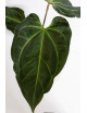 Anthurium (papillilaminum x magnificum) x KOSx x besseae aff