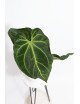 Anthurium (papillilaminum x magnificum) x KOSx x besseae aff