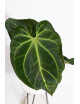 Anthurium (papillilaminum x magnificum) x KOSx x besseae aff