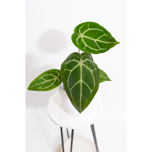 Anthurium magnificum DF x Michelle