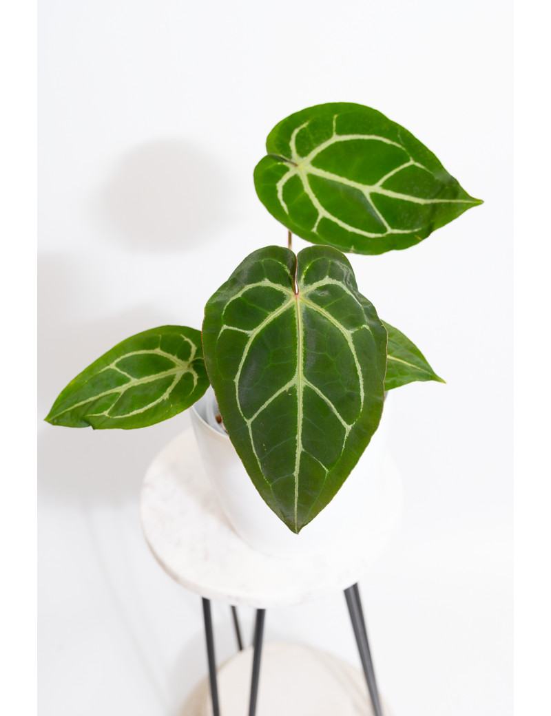 Anthurium magnificum DF x Michelle
