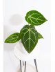 Anthurium magnificum DF x Michelle