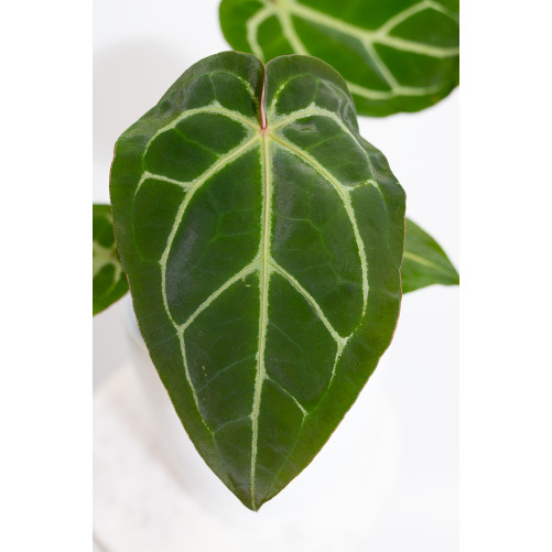 Anthurium magnificum DF x Michelle